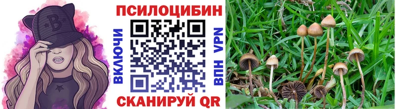 закладки  Хилок  Псилоцибиновые грибы MAGIC MUSHROOMS 